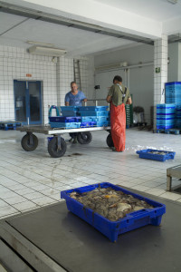 Pesaje de la mercancía en la Cofradía de Pescadores de Ibiza. Foto: Joan Costa